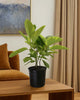 Ficus Altissima Yellow Gem 10" Pot - Large