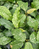 Ficus Aspera Variegata plant in a pot