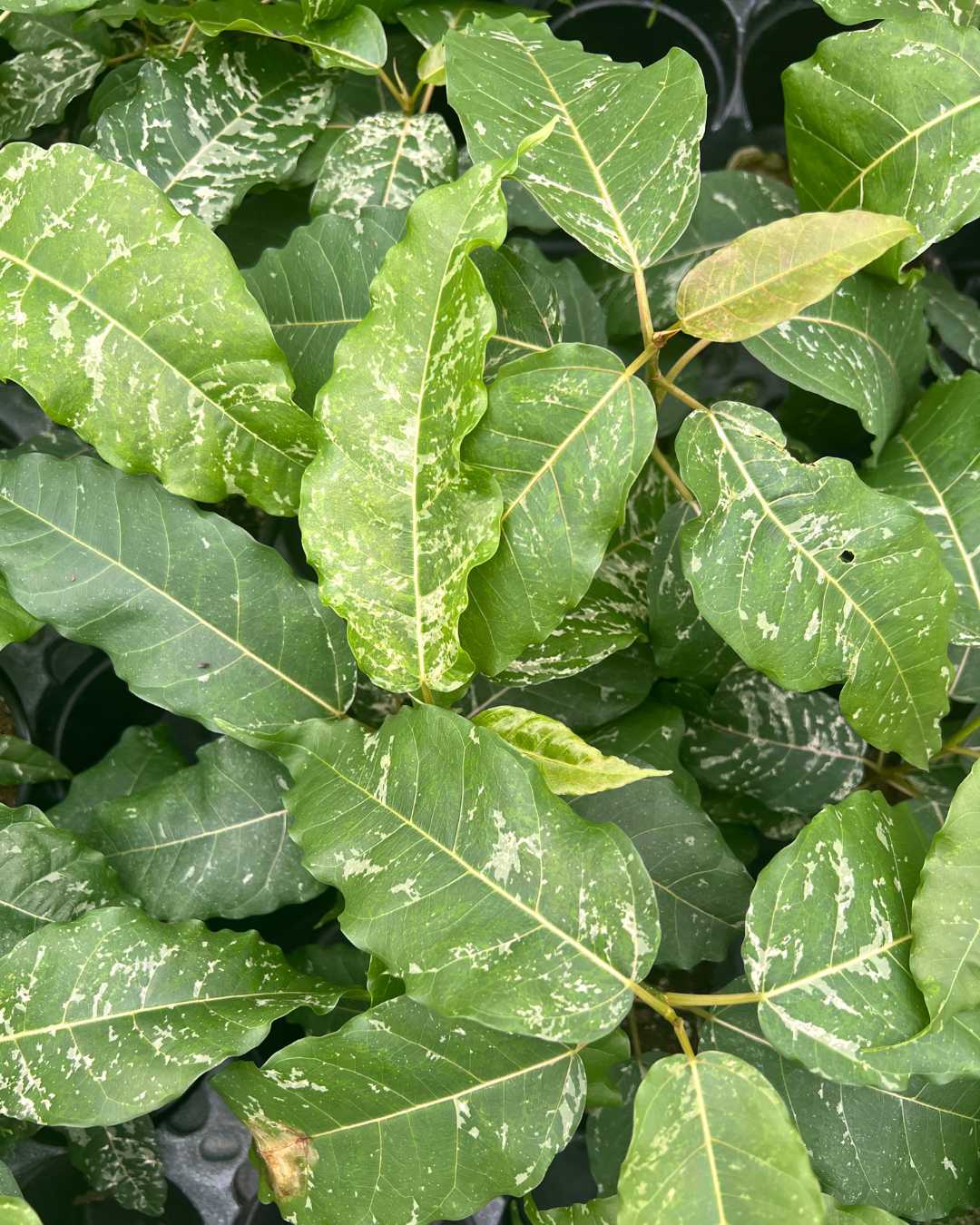 Ficus Aspera Variegata plant in a pot