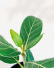 Ficus Audrey leaf detail showing rich green texture