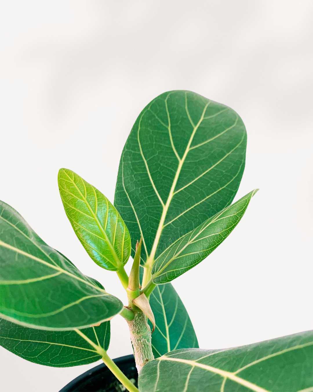 Ficus Audrey leaf detail showing rich green texture