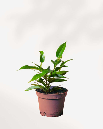 Ficus Benjamina 3.5" Pot - Small
