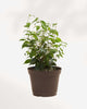 Ficus Benjamina 5" Pot - Medium