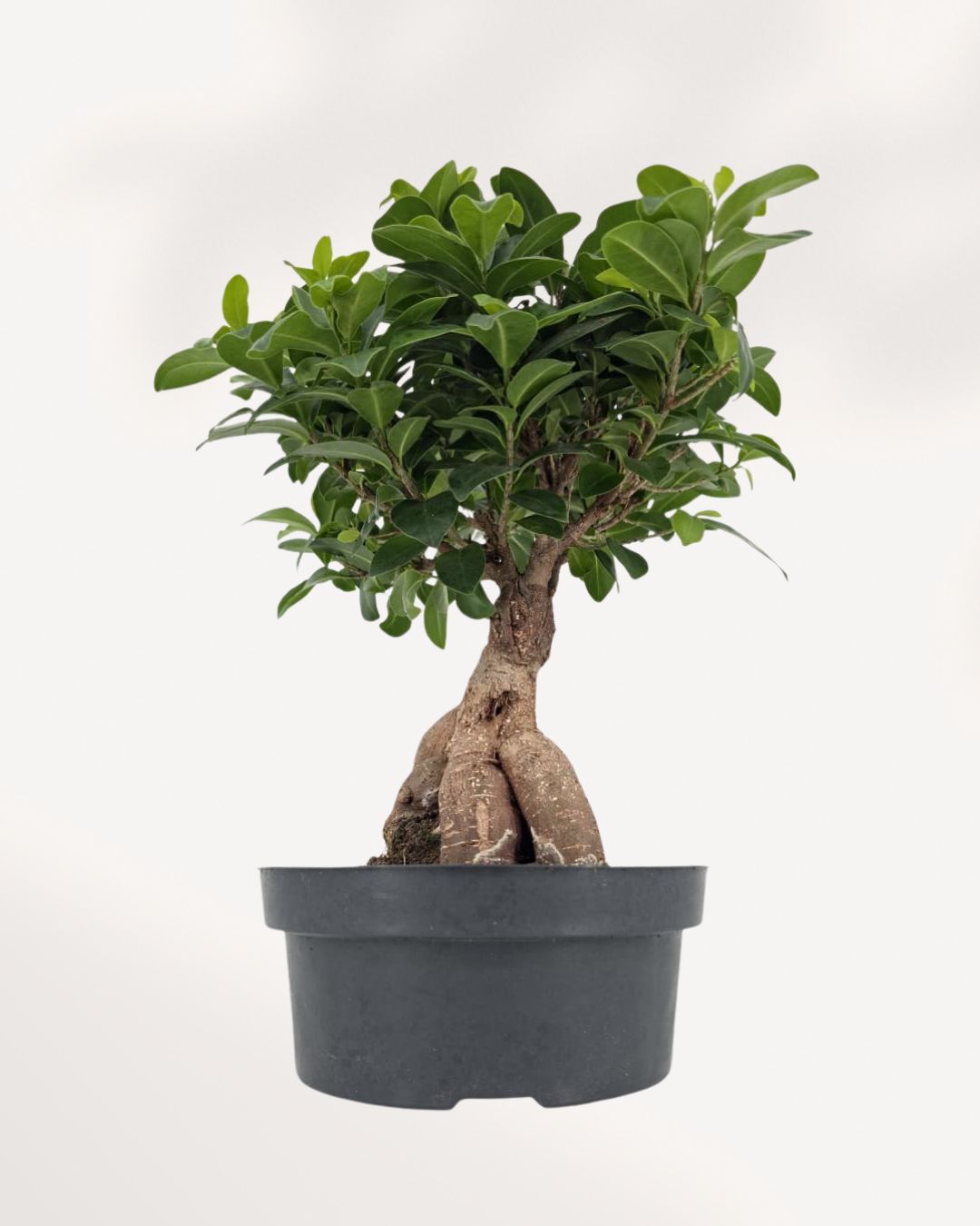 Ficus Ginseng Bonsai in an 8 inch pot