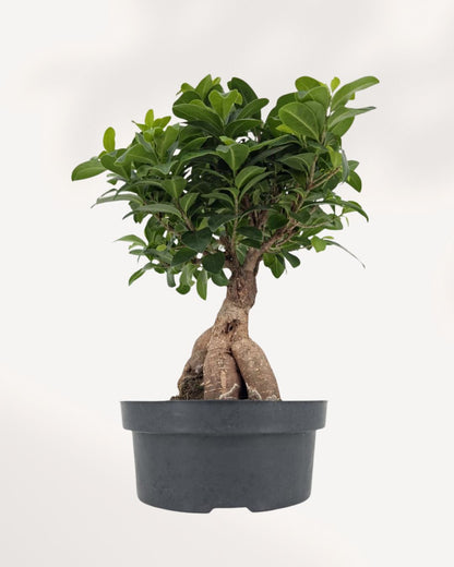Ficus Ginseng Bonsai in an 8 inch pot
