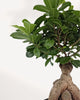 Close-up detail of Ficus Ginseng Bonsai's thick roots