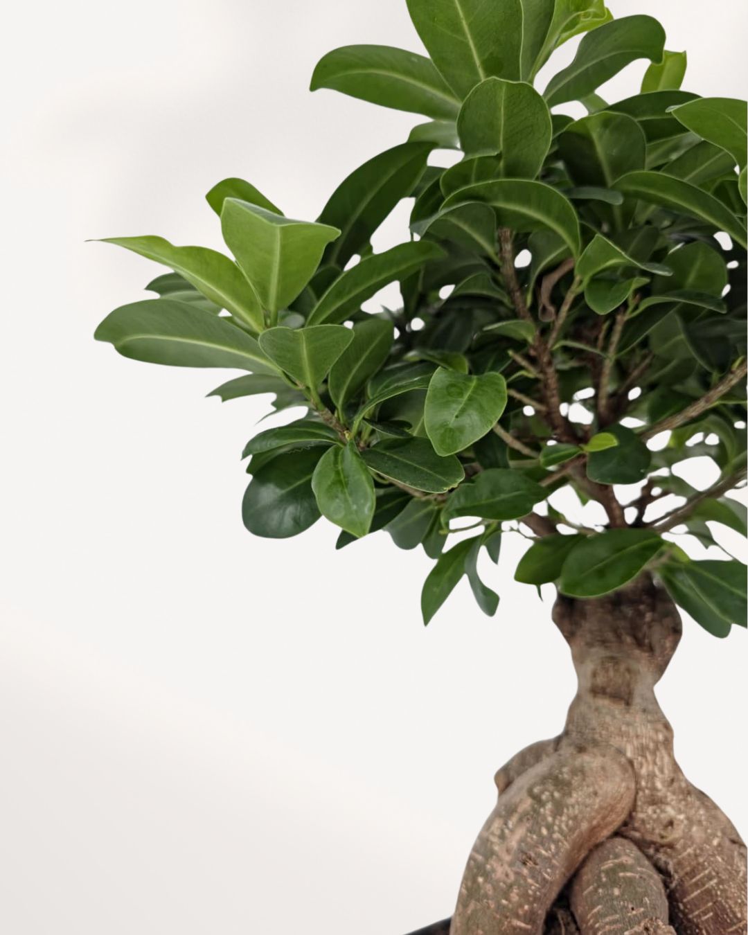 Close-up detail of Ficus Ginseng Bonsai's thick roots