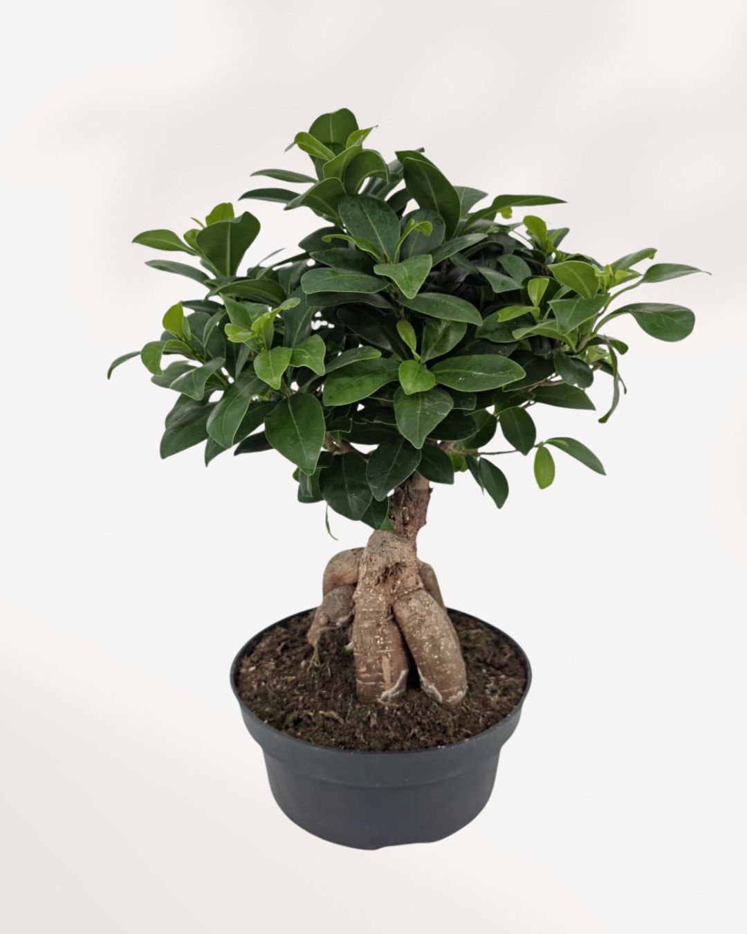 Top and front view of Ficus Ginseng Bonsai showing full canopy