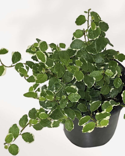 Close-up of Ficus Repens' heart-shaped leaves