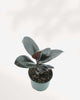 Ficus Elastica 'Burgundy' 6" Pot - Medium