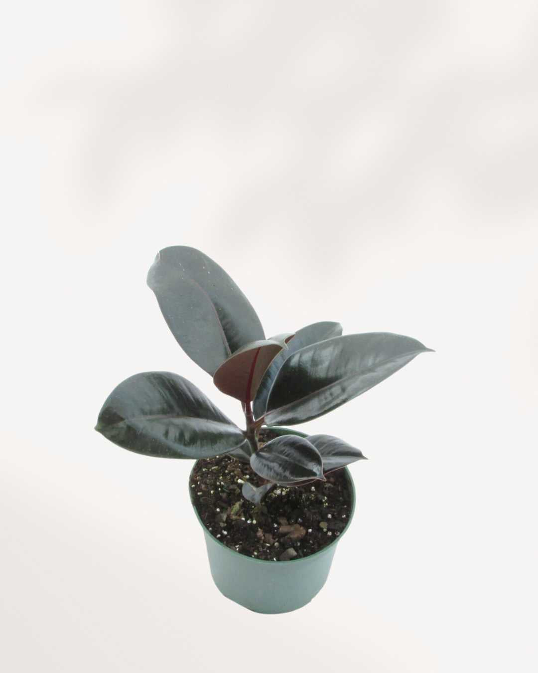 Ficus Elastica 'Burgundy' 6" Pot - Medium