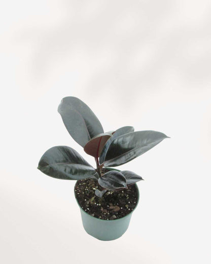 Ficus Elastica 'Burgundy' 6" Pot - Medium