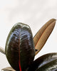 Close-up of Ficus Elastica 'Burgundy' leaves