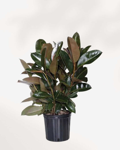 Ficus Elastica 'Burgundy' 8" Pot - Large