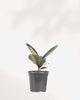 Ficus Elastica 'Burgundy' 4" Pot - Small