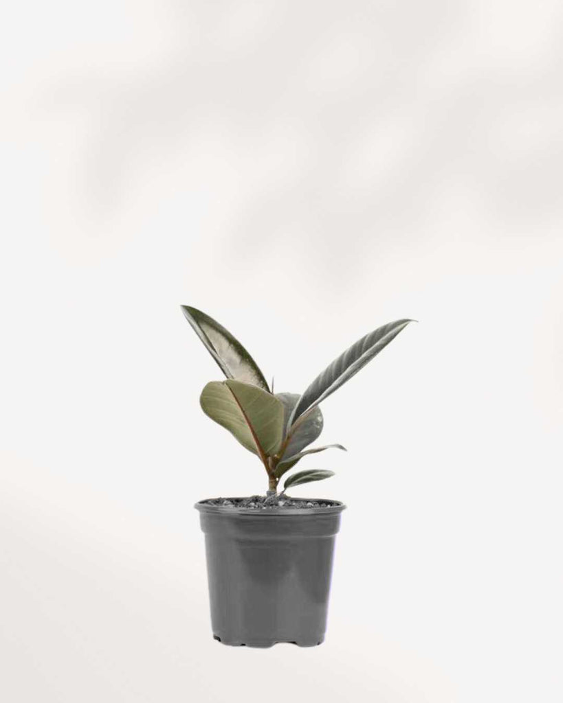 Ficus Elastica 'Burgundy' 4" Pot - Small