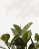 Close-up of Ficus Rubber Plant Green's glossy leaves