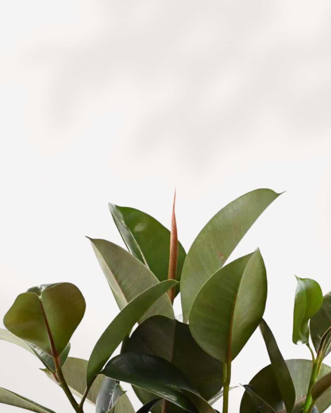 Close-up of Ficus Rubber Plant Green's glossy leaves