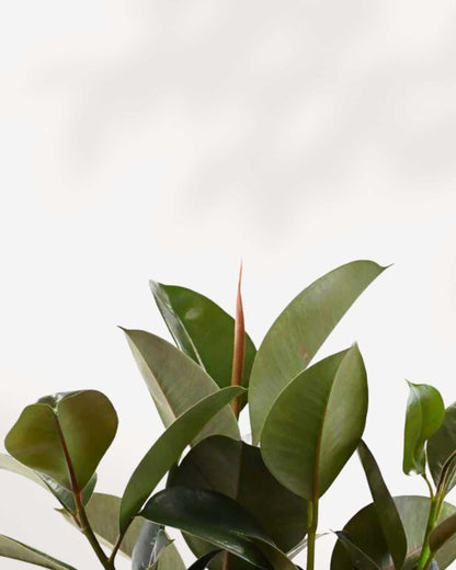 Close-up of Ficus Rubber Plant Green's glossy leaves