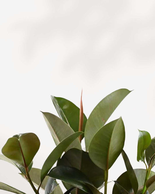 Ficus, Rubber Plant Green 4" Pot - Small