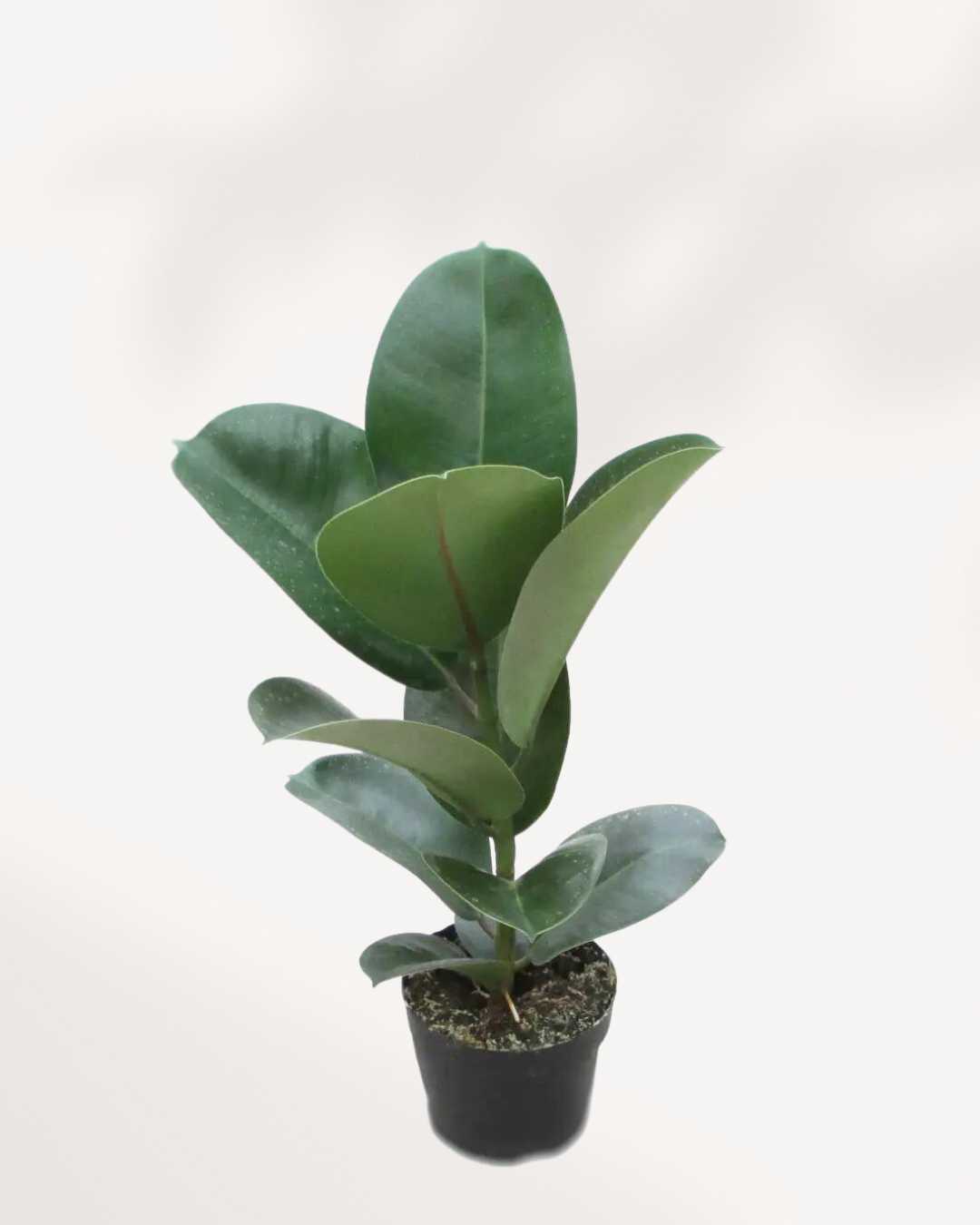 Ficus Rubber Plant Green in a pot