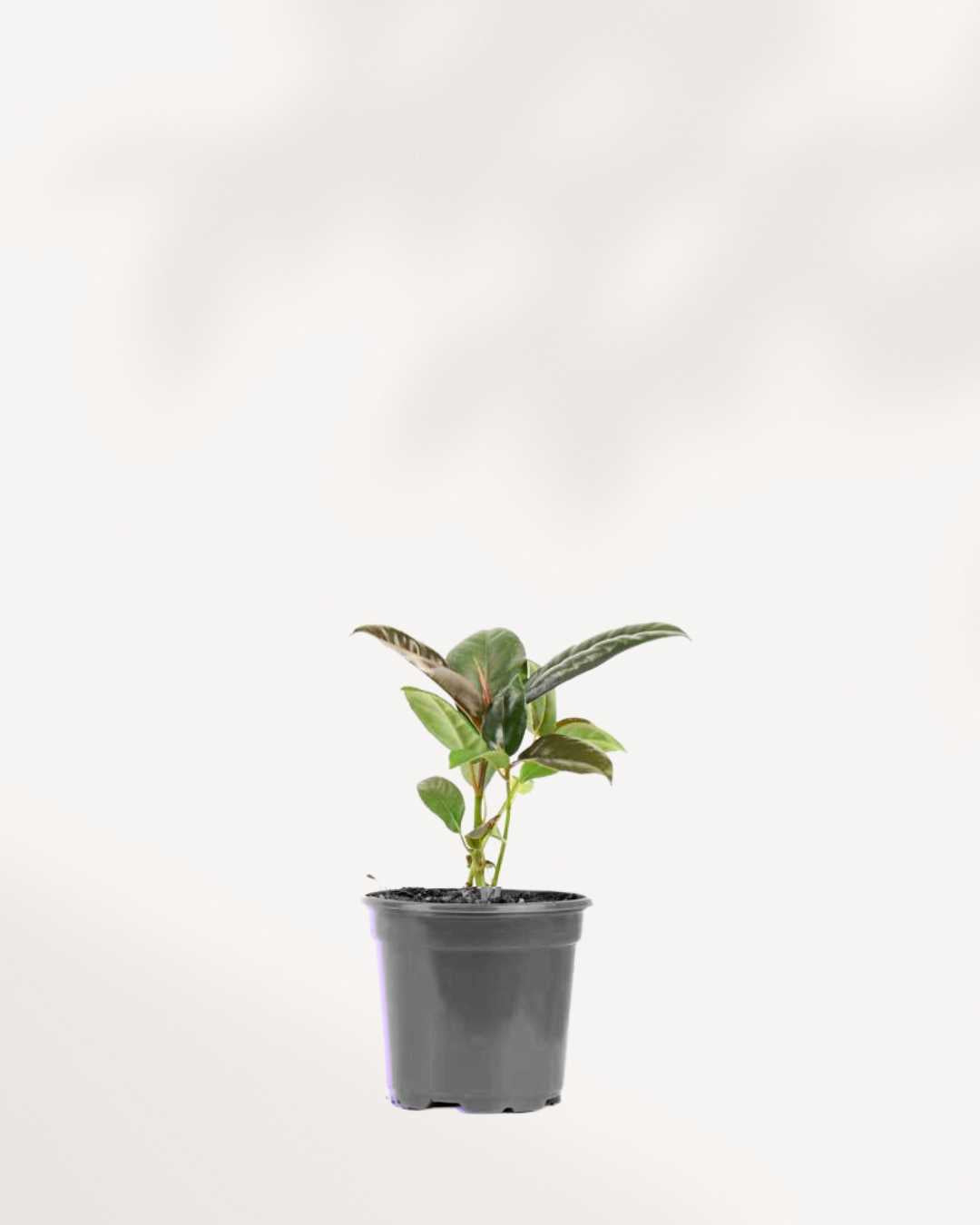 Ficus, Rubber Plant Green 4" Pot - Small