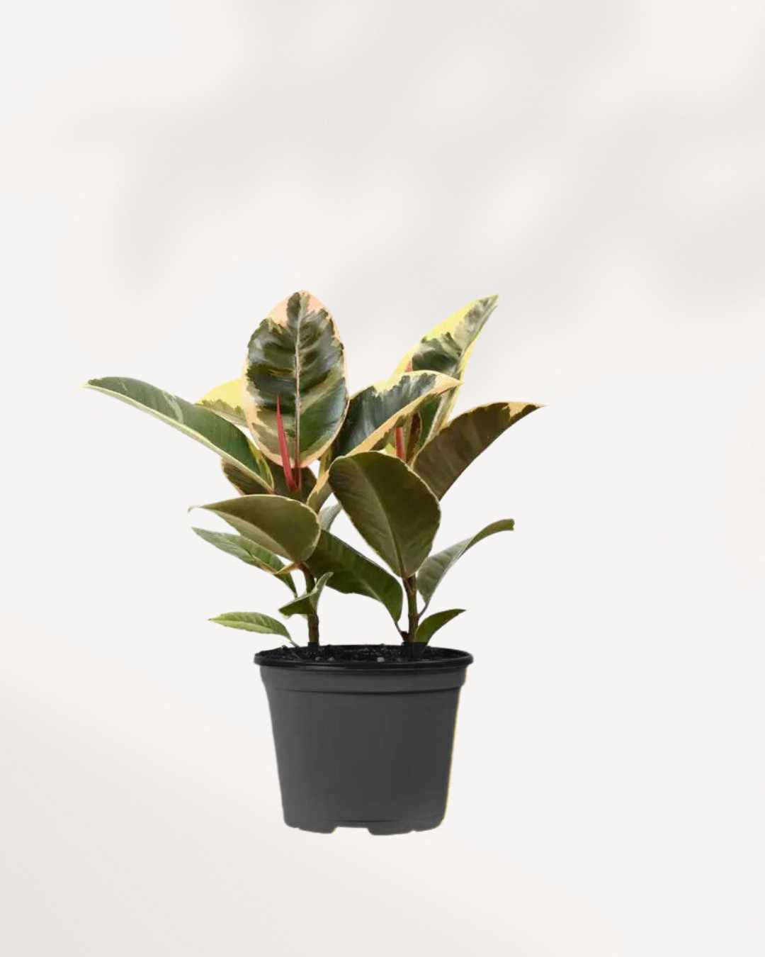 Ficus, Rubber Plant Tineke 5" Pot - Medium