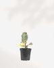 Ficus, Rubber Plant Tineke 4" Pot - Small