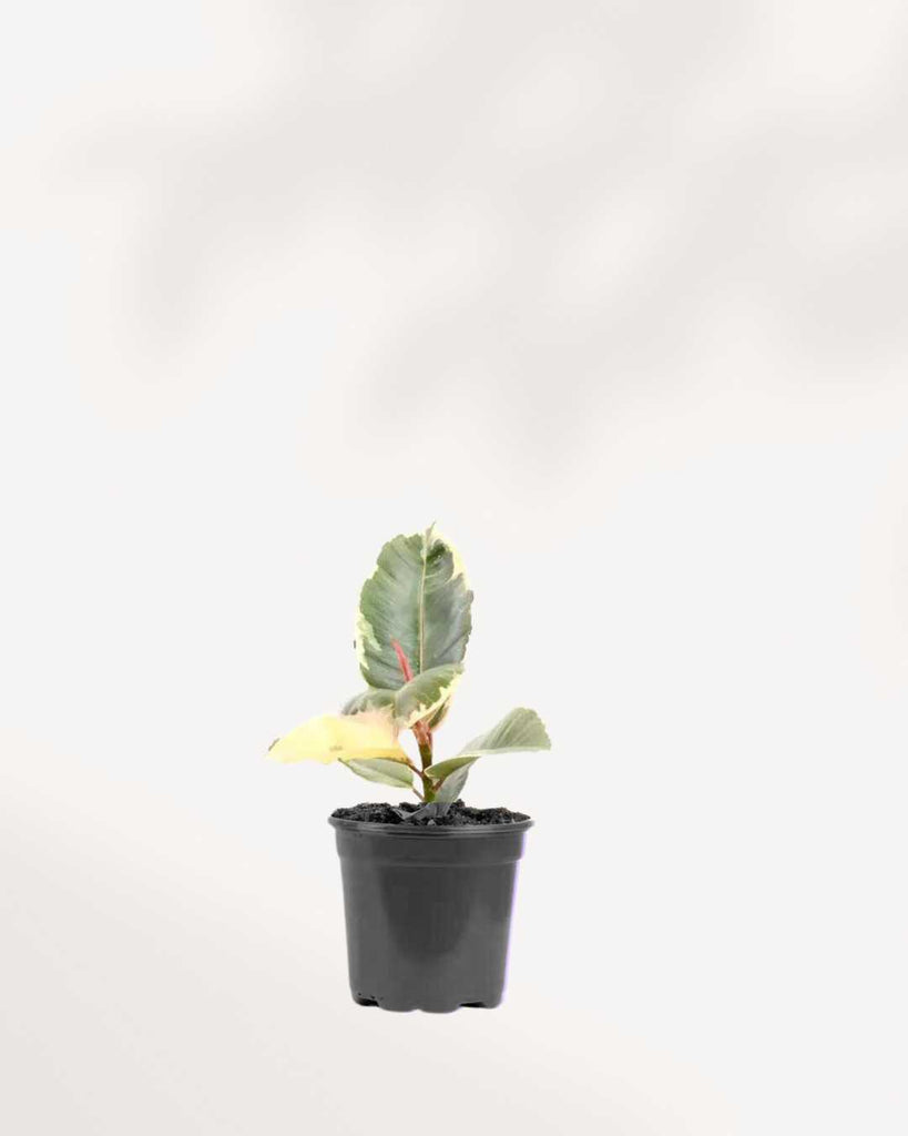 Ficus, Rubber Plant Tineke 4" Pot - Small