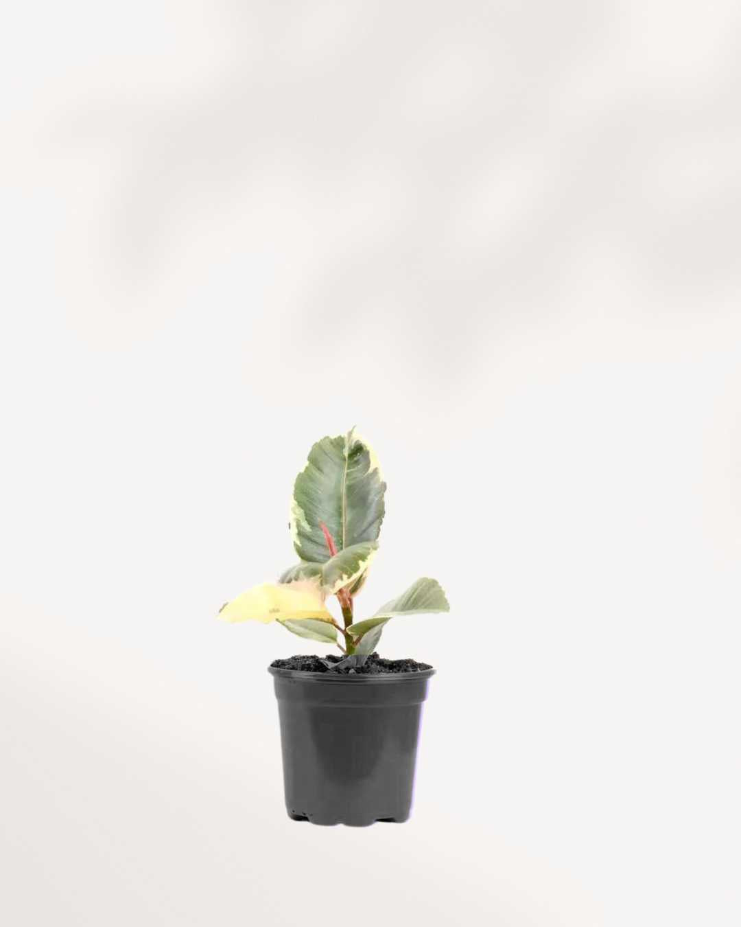 Ficus, Rubber Plant Tineke 4" Pot - Small