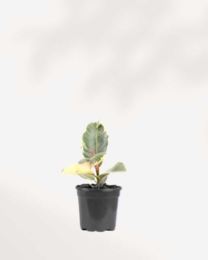 Ficus, Rubber Plant Tineke 4" Pot - Small