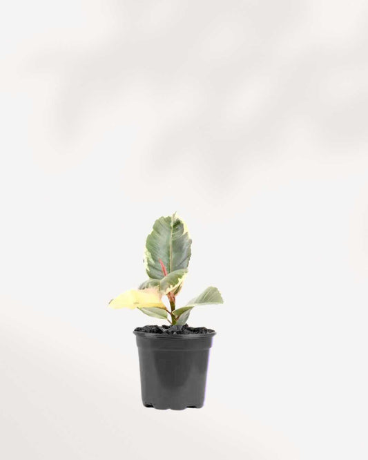 Ficus, Rubber Plant Tineke 4" Pot - Small