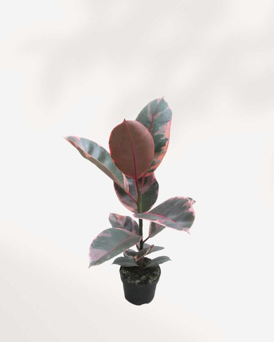 Ficus, Rubber Plant Ruby Red - Ficus elastica 4" Pot - Small