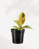 Ficus Shivereana Moonshine 3.5" Pot - Small