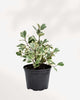 Ficus Triangularis Variegata 6" Pot - Medium