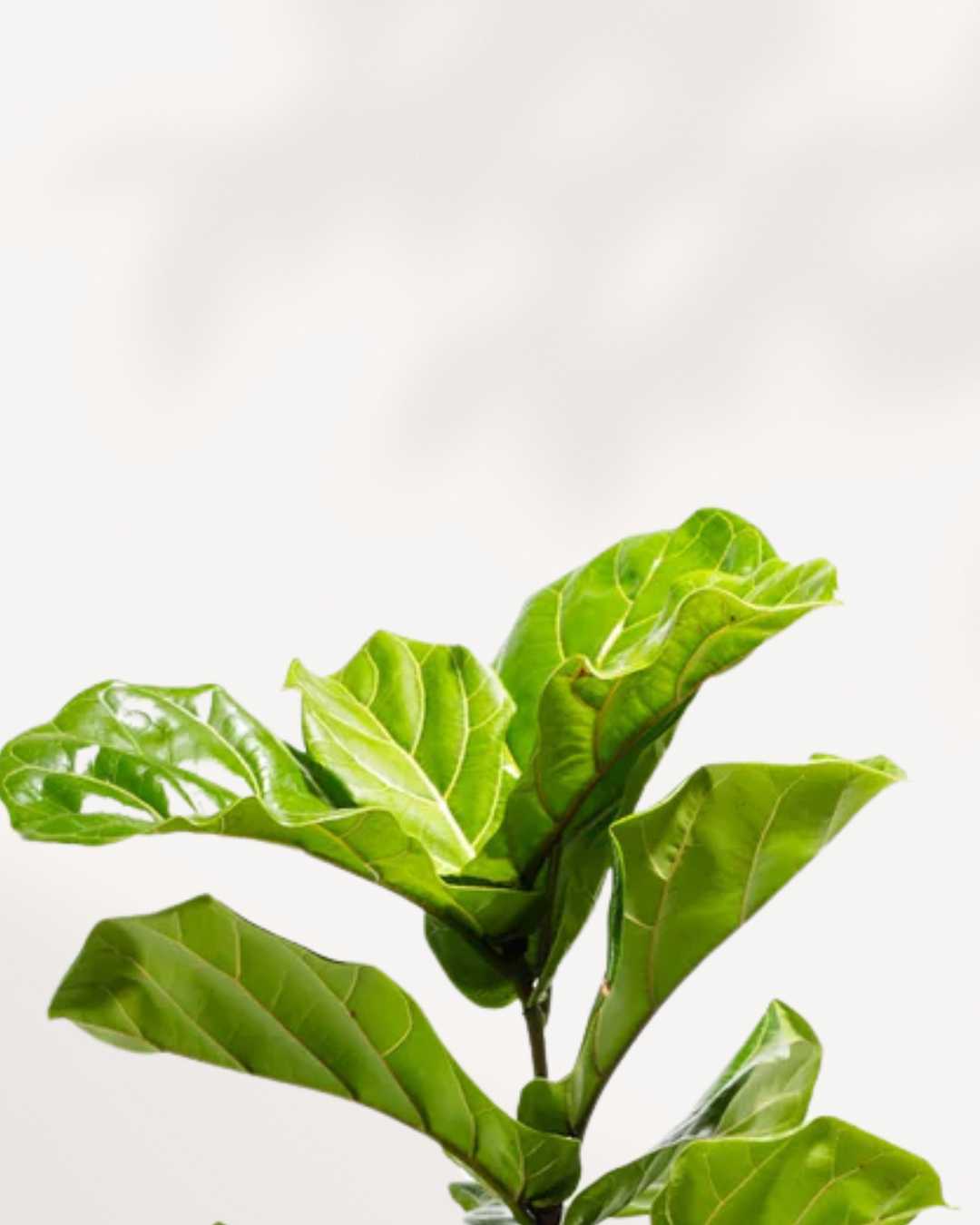 Close-up of Fiddle Leaf Fig Bonsai's sculpted trunk and violin-shaped leaves