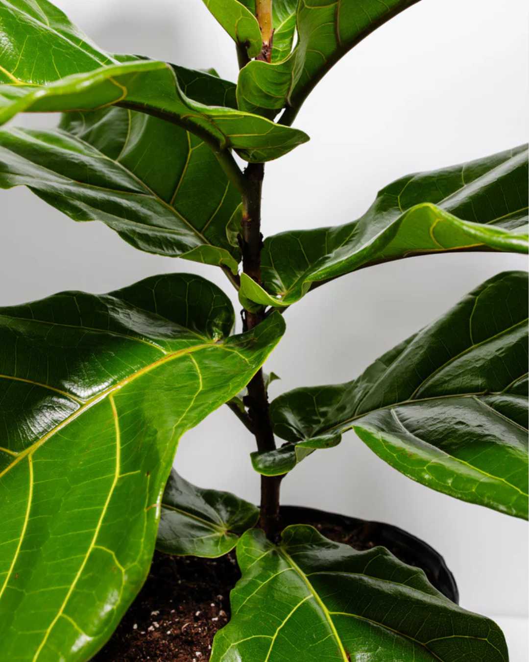 Full close-up view of Fiddle Leaf Fig Bonsai's compact canopy