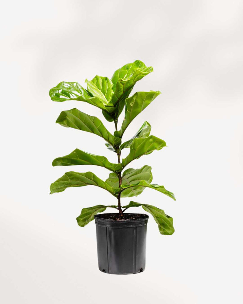 Fiddle Leaf Fig Bonsai 10" Pot - Medium