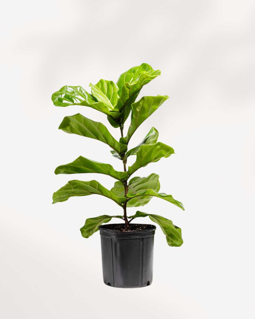 Fiddle Leaf Fig Bonsai 10" Pot - Medium