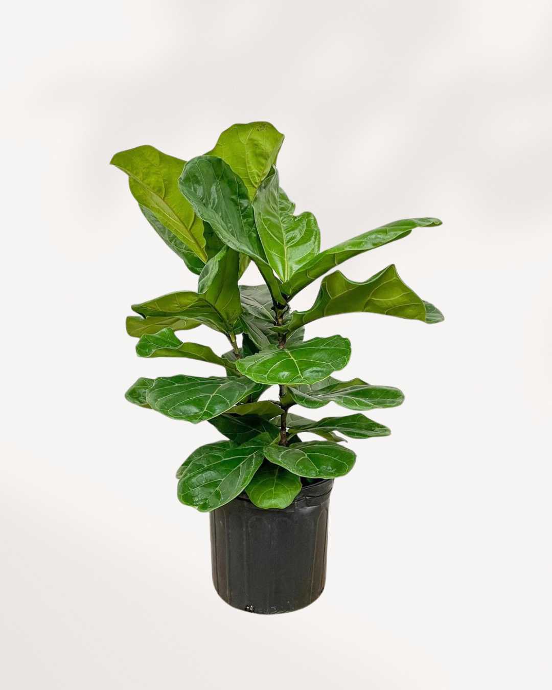 Fiddle Leaf Fig 10" Pot (3' Tall)