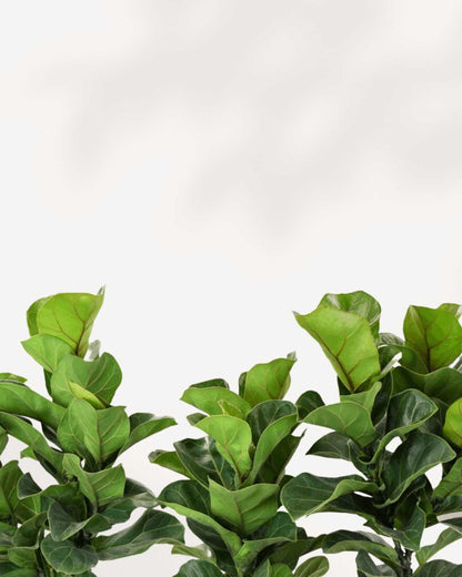 Close-up of Fiddle Leaf Fig's large violin-shaped leaves