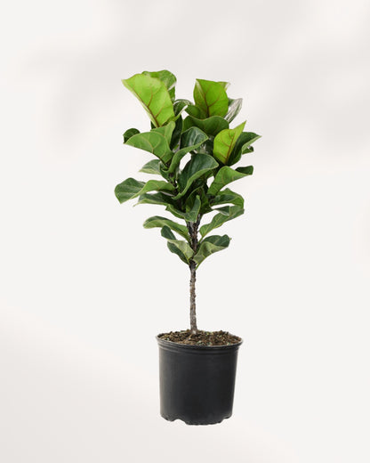 Fiddle Leaf Fig 10" Pot - Large