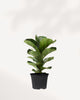 Fiddle Leaf Fig 6" Pot - Medium