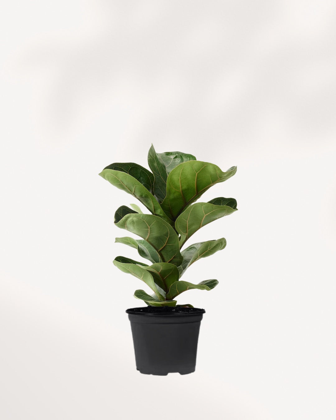 Fiddle Leaf Fig 6" Pot - Medium