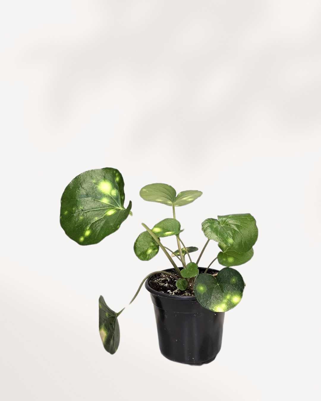 Firefly Leopard Plant 3.5" Pot - Small