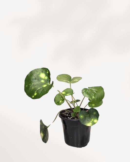 Firefly Leopard Plant 3.5" Pot - Small