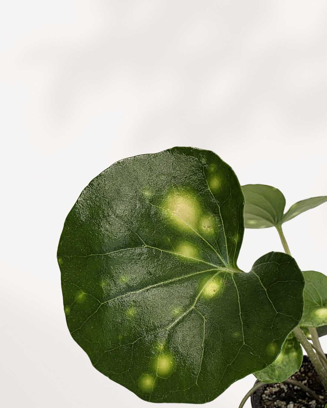 Firefly Leopard Plant