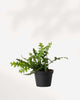 Mature Fishbone Cactus with cascading zigzag stems in a black nursery pot.