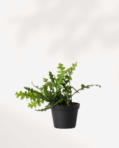 Mature Fishbone Cactus with cascading zigzag stems in a black nursery pot.