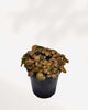Fittonia Flammule 3.5" Pot - Small